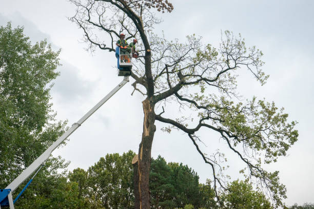 Best Mulching Services  in Ashburn, VA