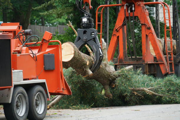 Best Arborist Consultation Services  in Ashburn, VA